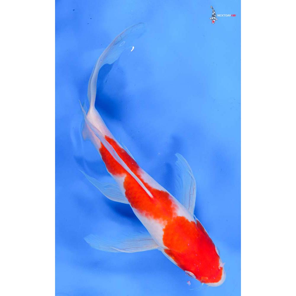 10” Imported Kohaku Butterfly Koi