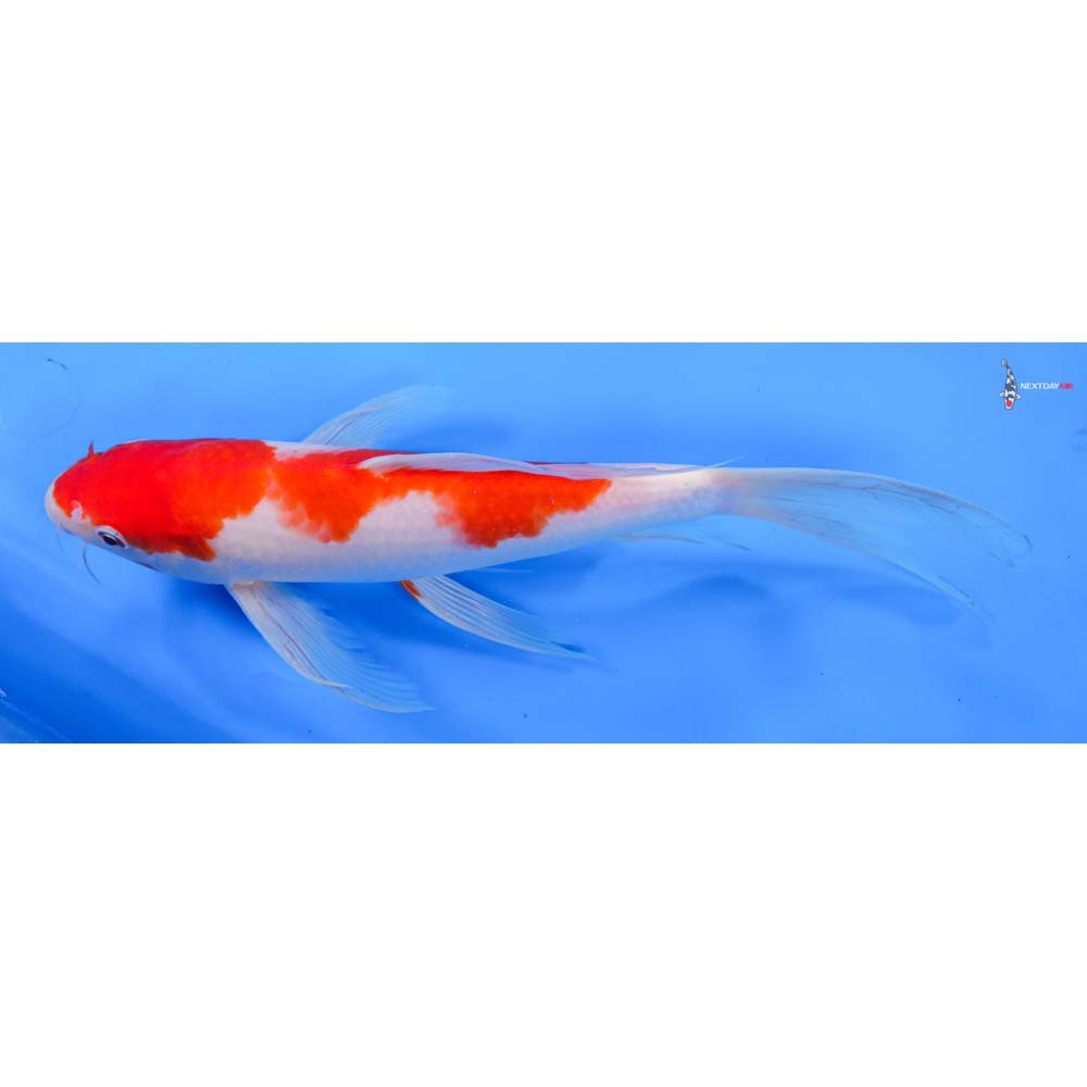 10” Imported Kohaku Butterfly Koi