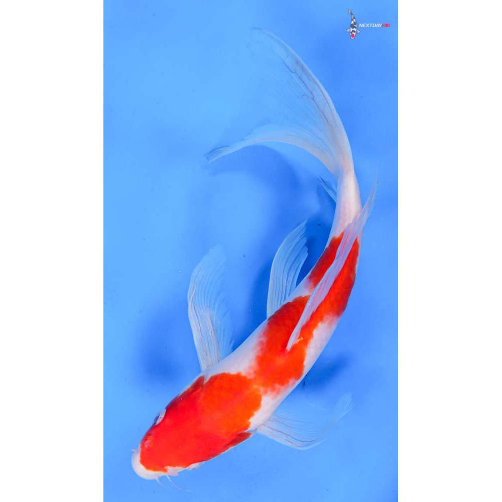 10” Imported Kohaku Butterfly Koi