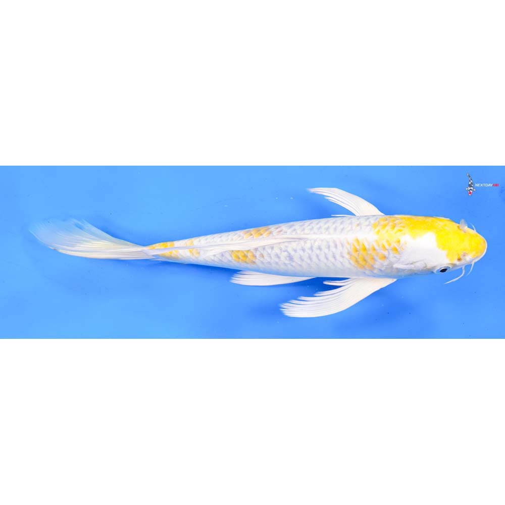 10.5” Imported Lemon Hariwake Butterfly Koi