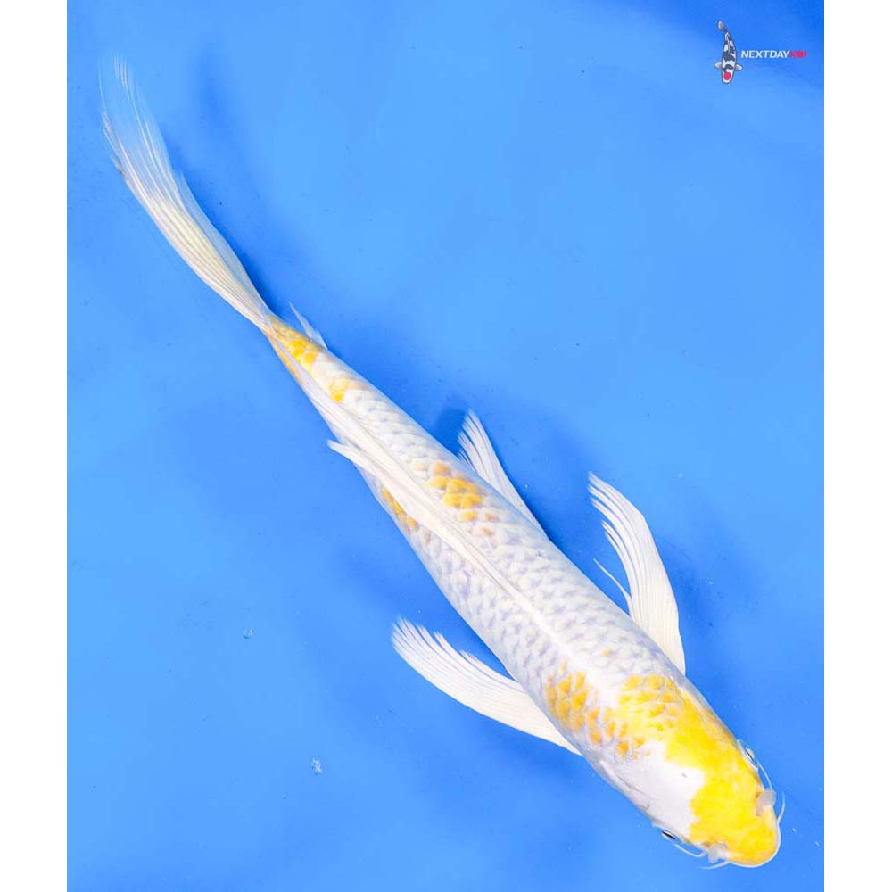 10.5” Imported Lemon Hariwake Butterfly Koi