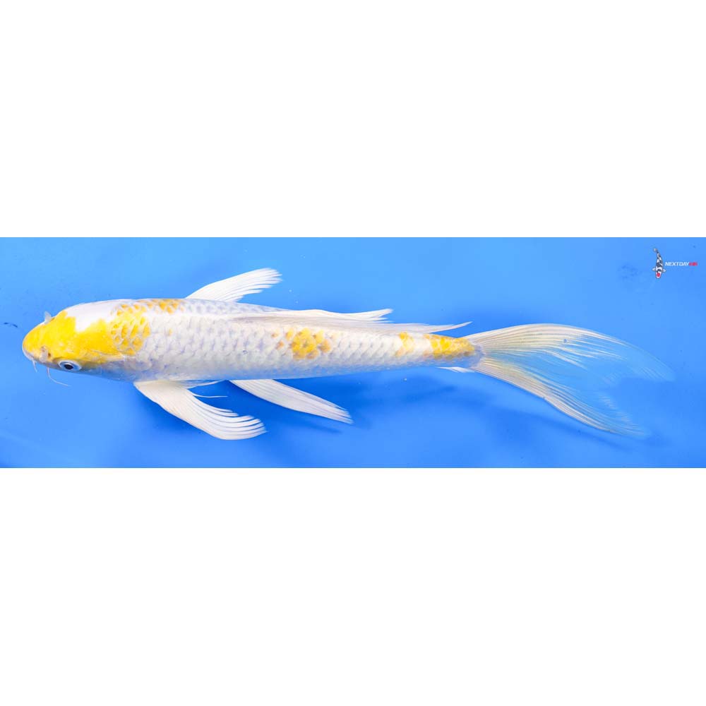 10.5” Imported Lemon Hariwake Butterfly Koi