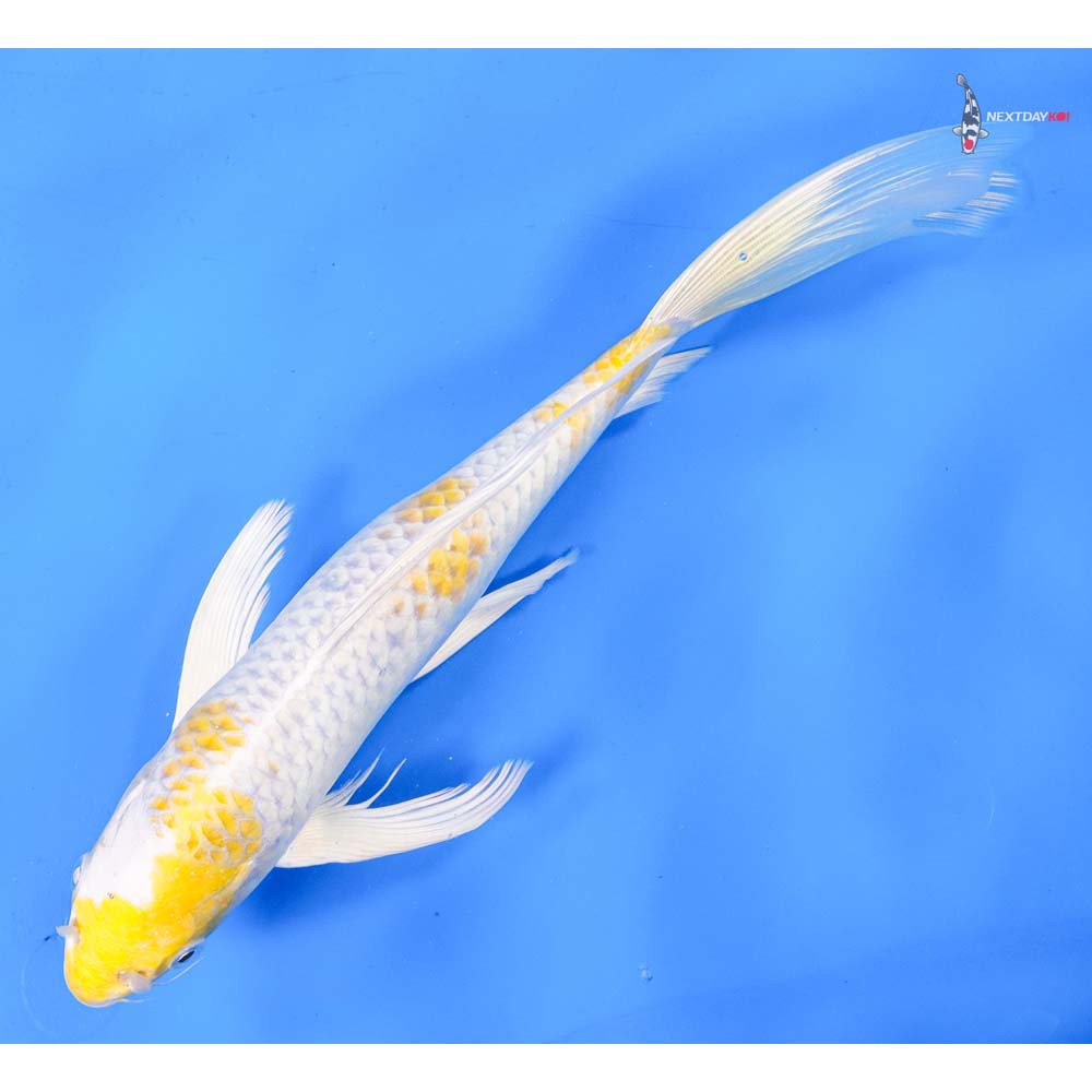 10.5” Imported Lemon Hariwake Butterfly Koi