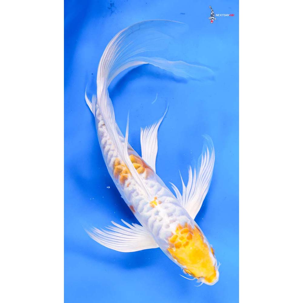 10.5” Imported Doitsu Lemon Hariwake Butterfly Koi