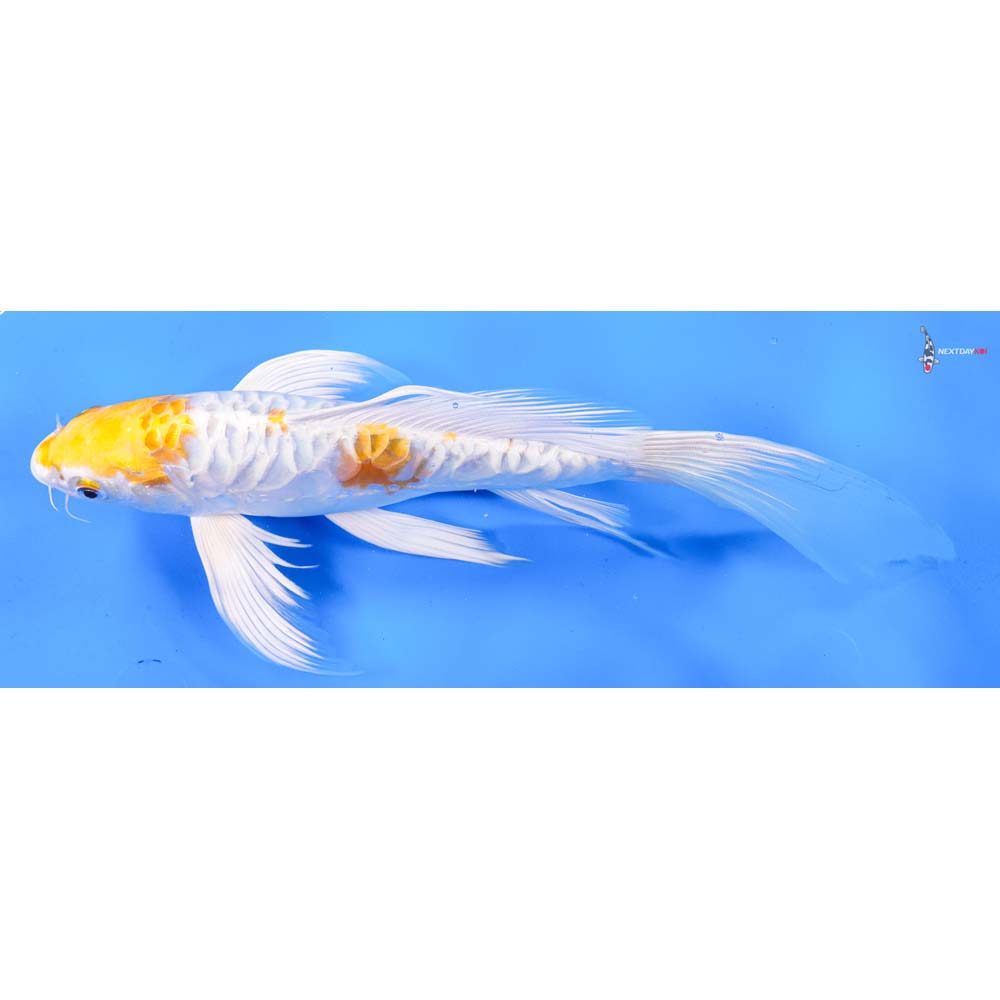 10.5” Imported Doitsu Lemon Hariwake Butterfly Koi