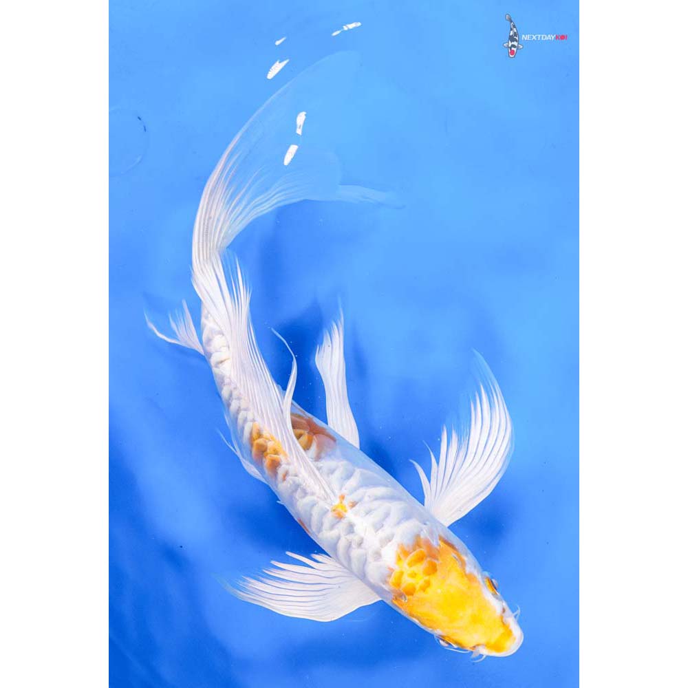 10.5” Imported Doitsu Lemon Hariwake Butterfly Koi