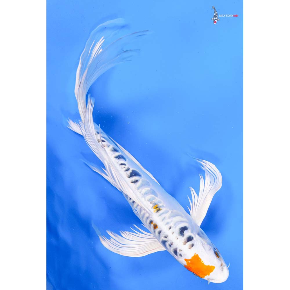 10.5” Imported Heisei Nishiki Butterfly Koi