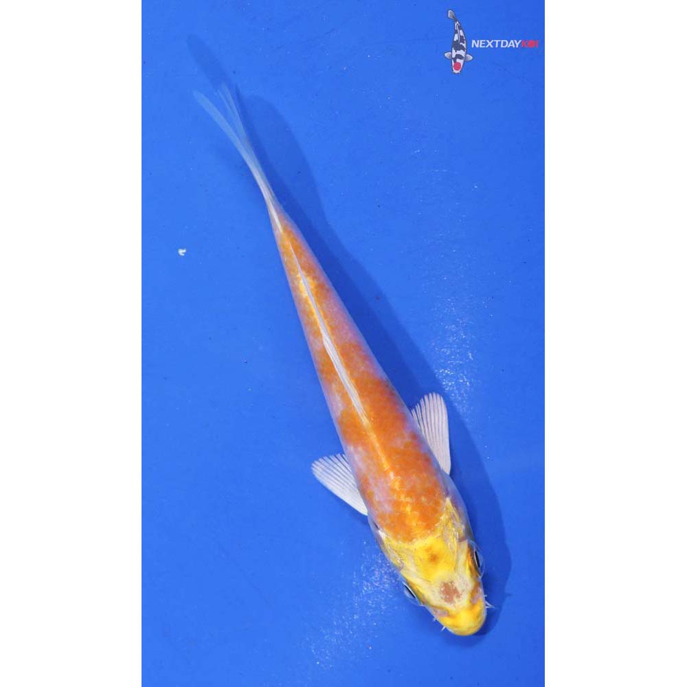 4” Imported Lemon Hariwake