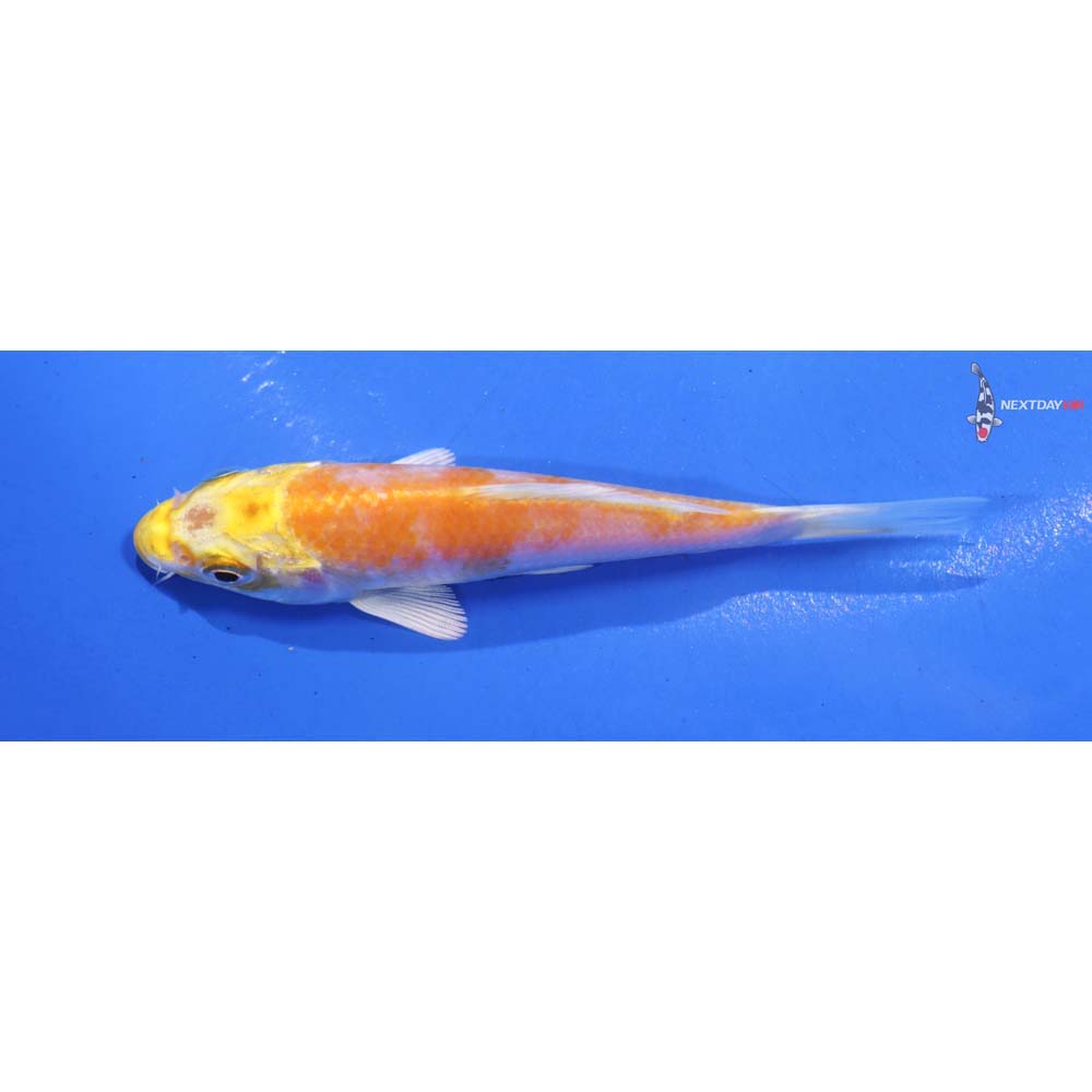 4” Imported Lemon Hariwake