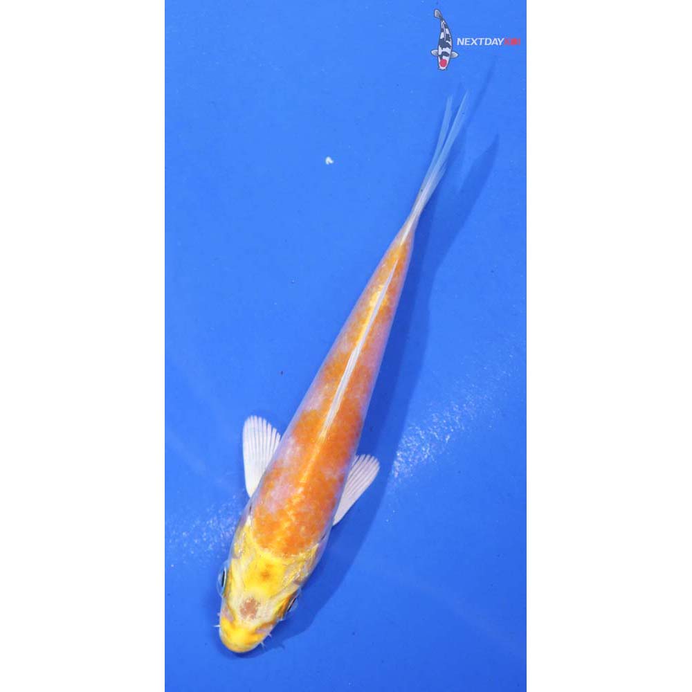 4” Imported Lemon Hariwake