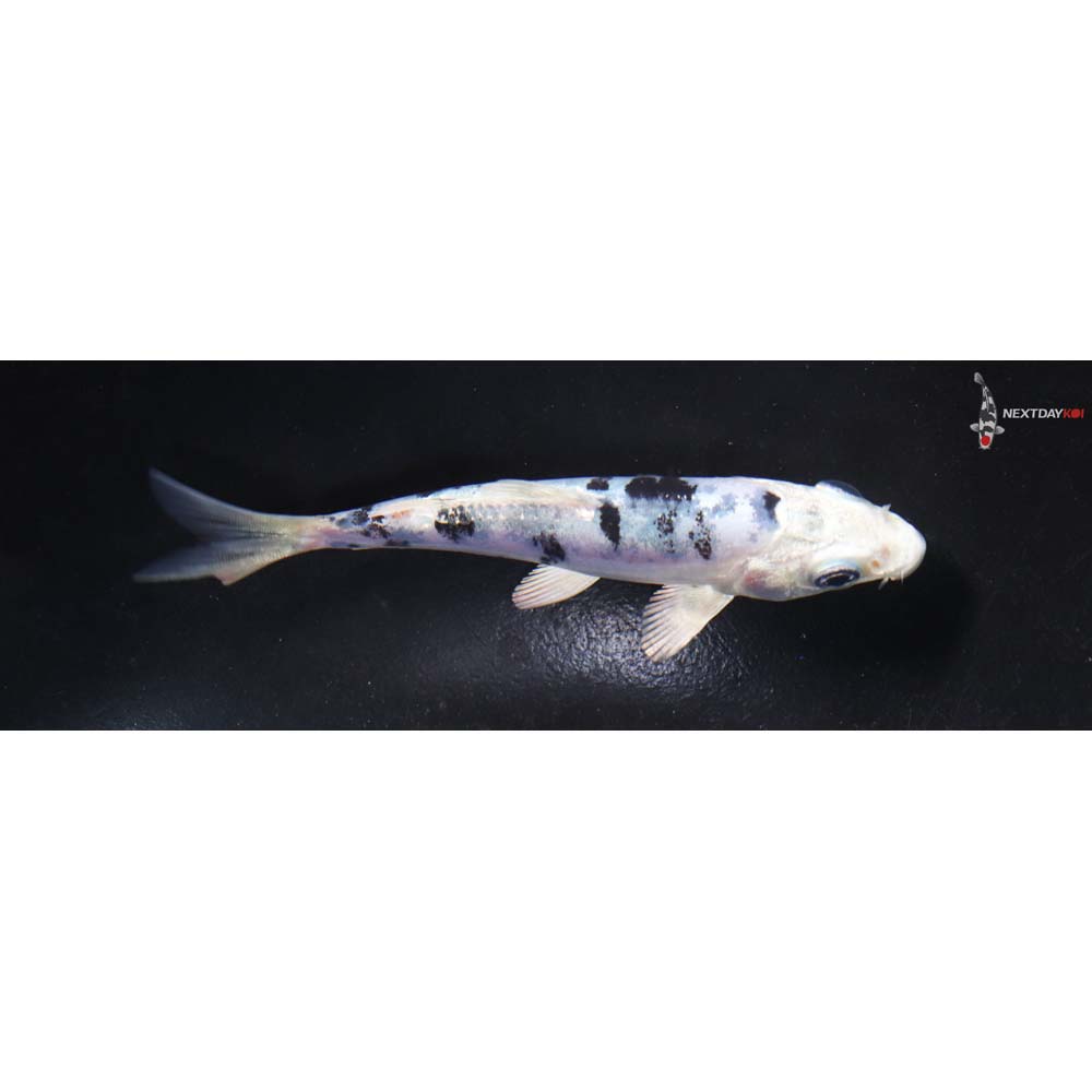 4” Imported Gin Shiro Bekko