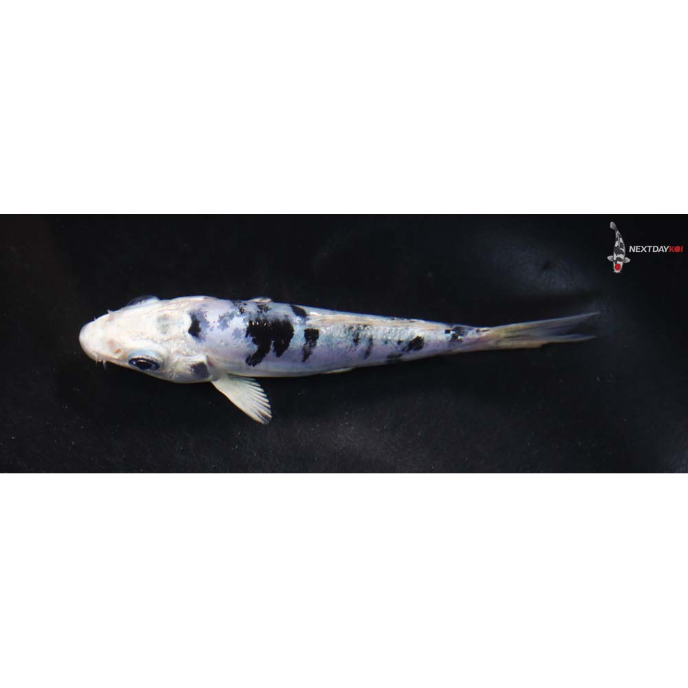 4” Imported Gin Shiro Bekko