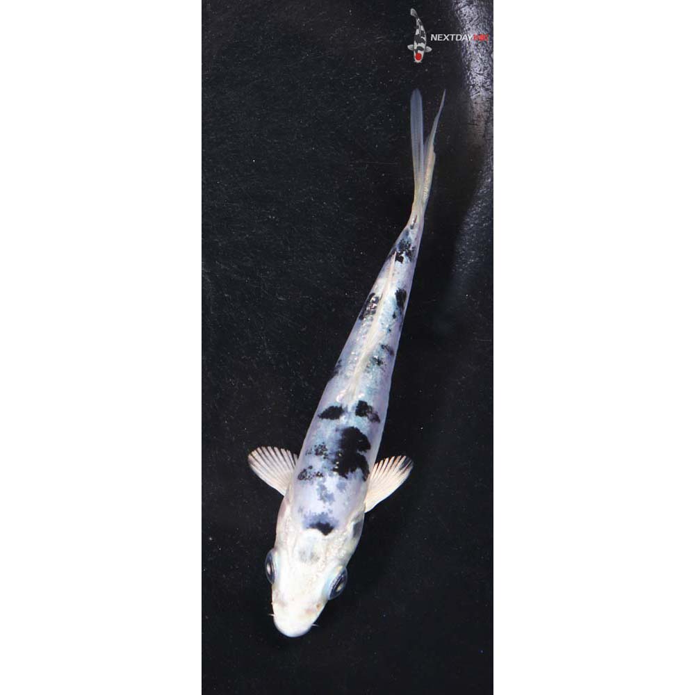 4” Imported Gin Shiro Bekko