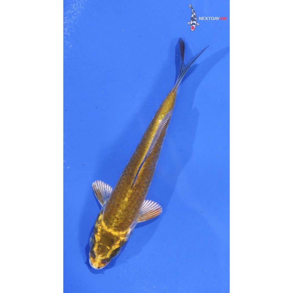 4” Imported Ki Matsuba