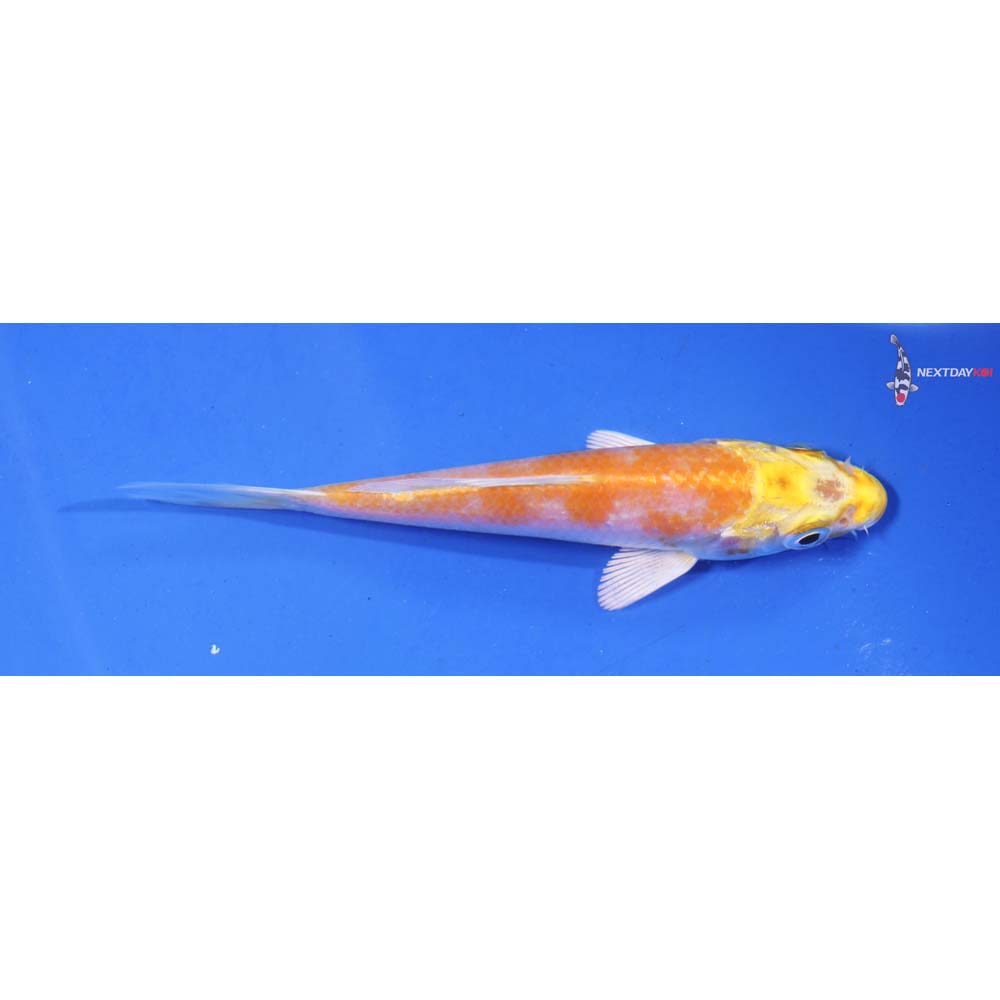 4” Imported Lemon Hariwake