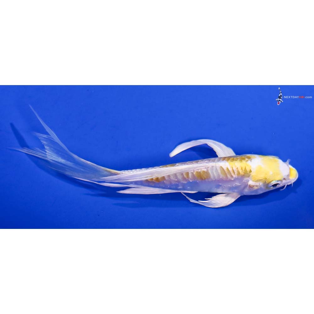 5” Imported Doitsu Lemon Hariwake Butterfly Koi