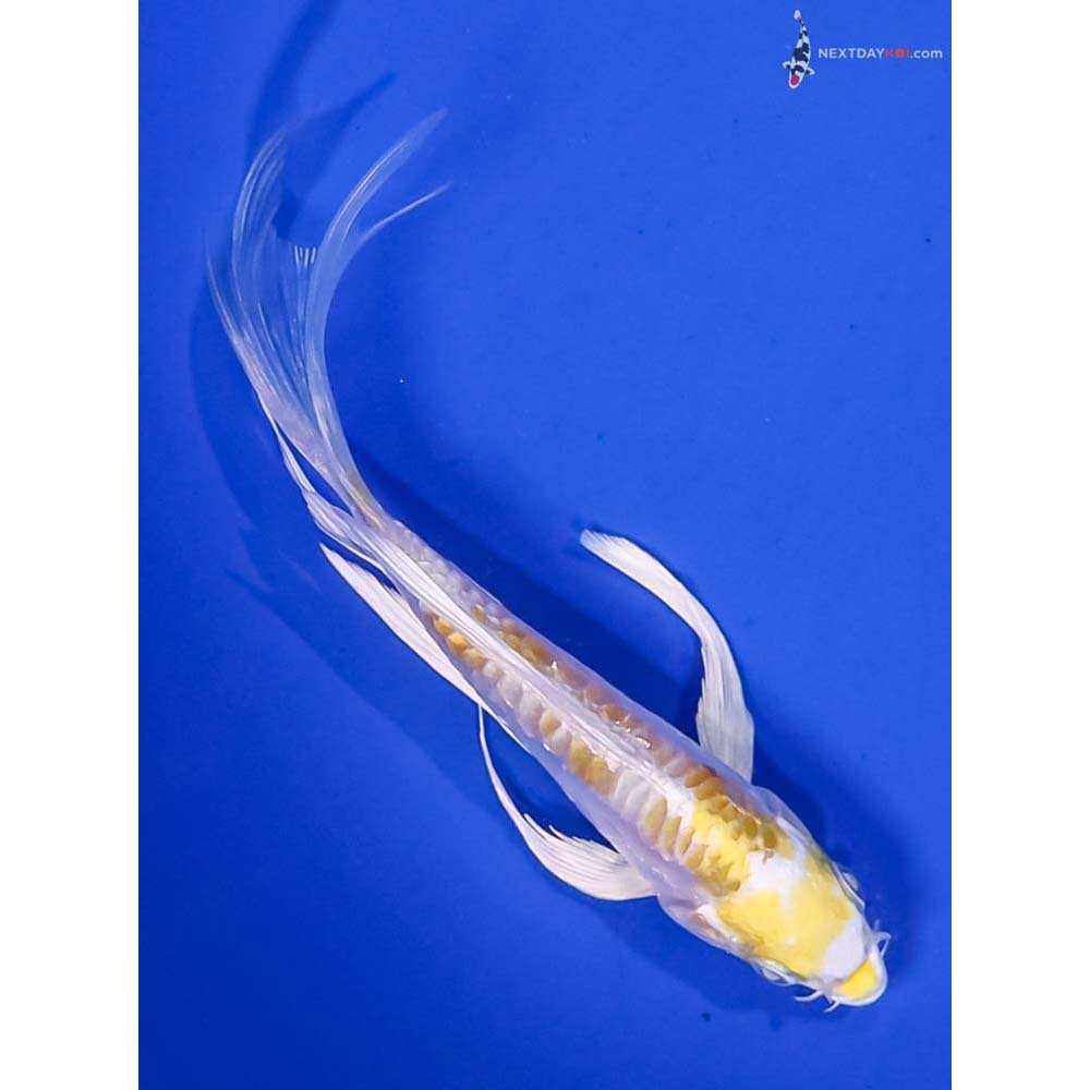 5” Imported Doitsu Lemon Hariwake Butterfly Koi