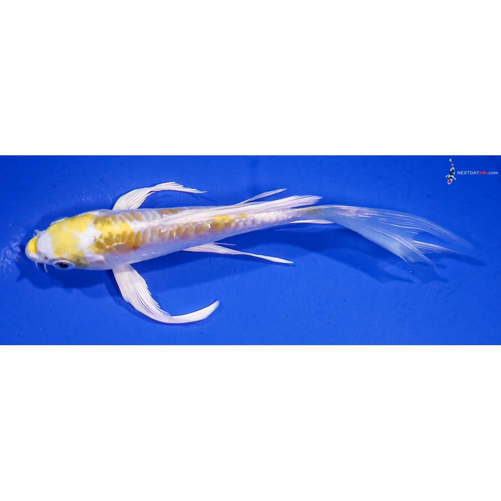 5” Imported Doitsu Lemon Hariwake Butterfly Koi
