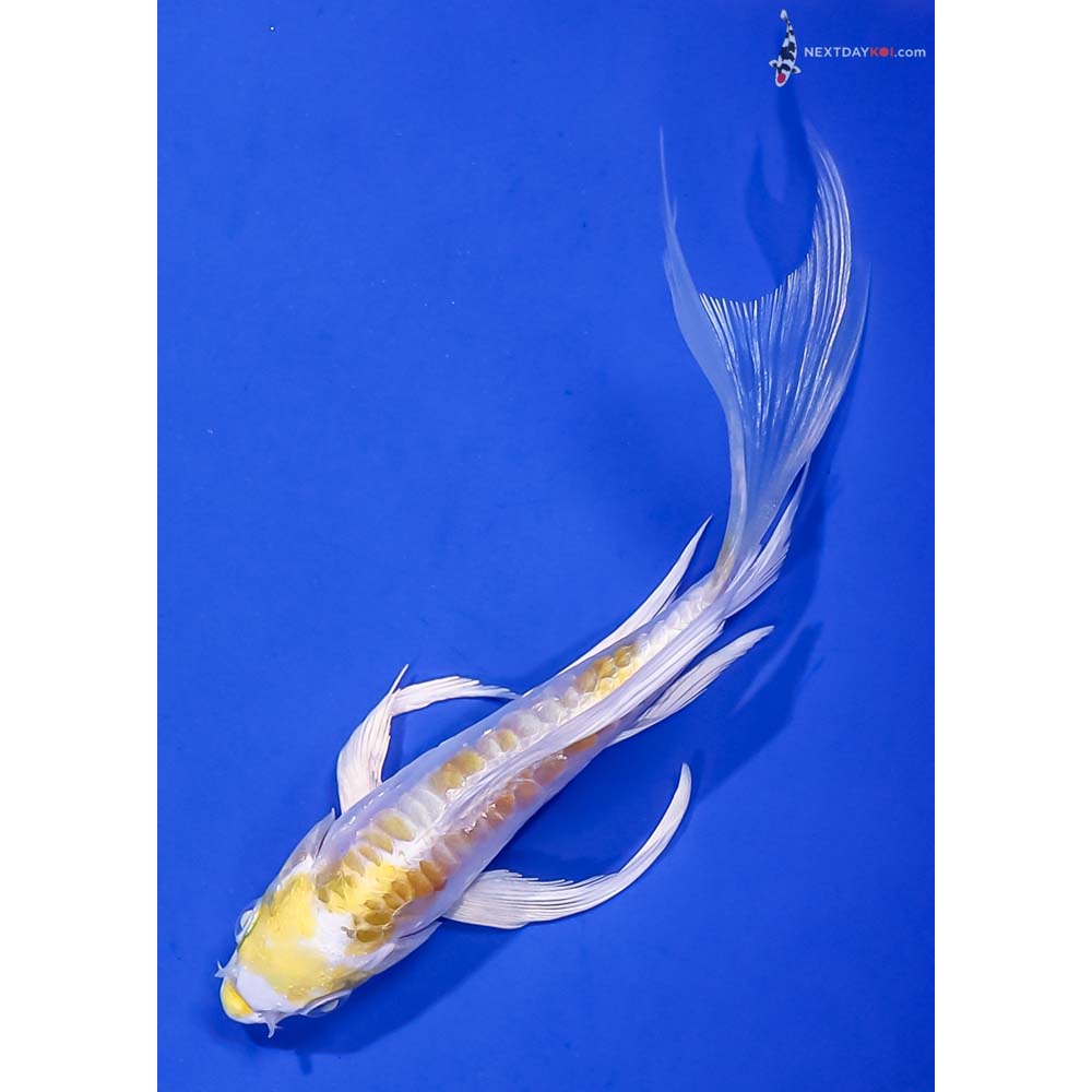 5” Imported Doitsu Lemon Hariwake Butterfly Koi