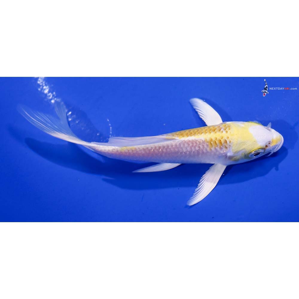 5” Imported Lemon Hariwake Butterfly Koi