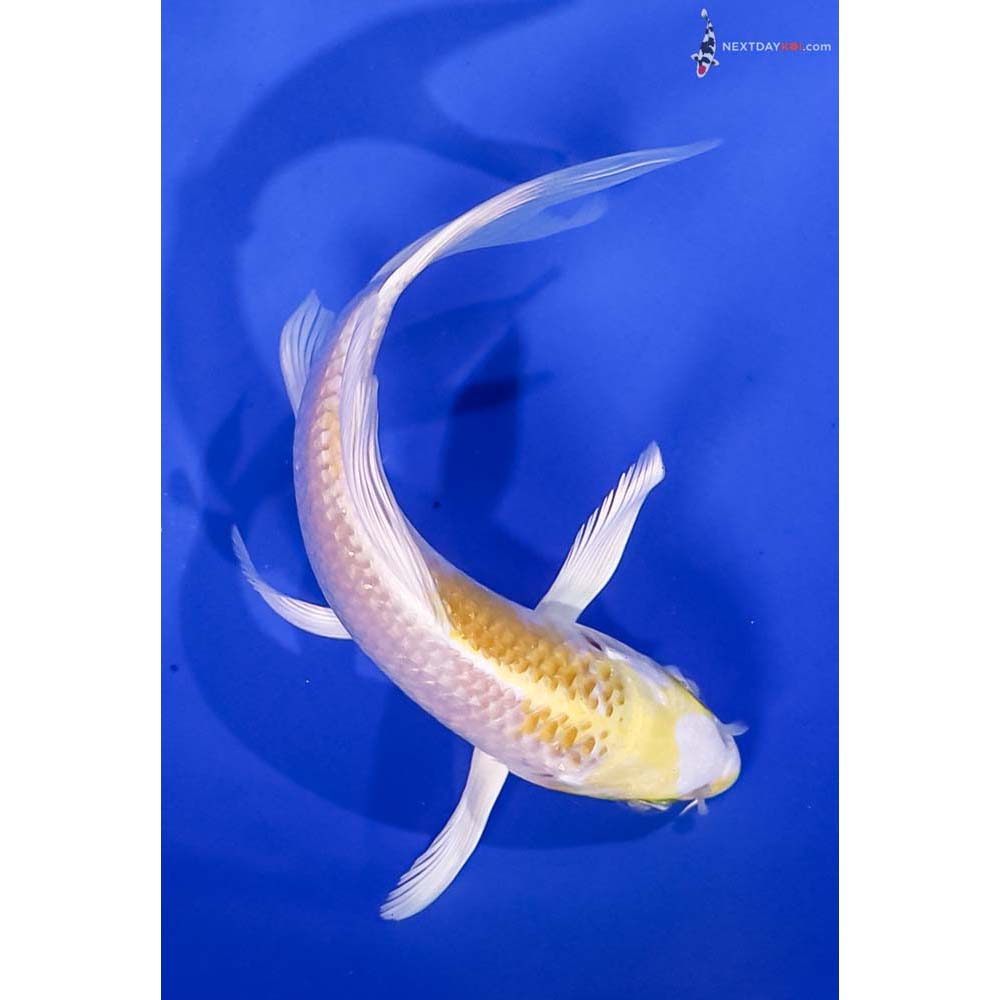 5” Imported Lemon Hariwake Butterfly Koi