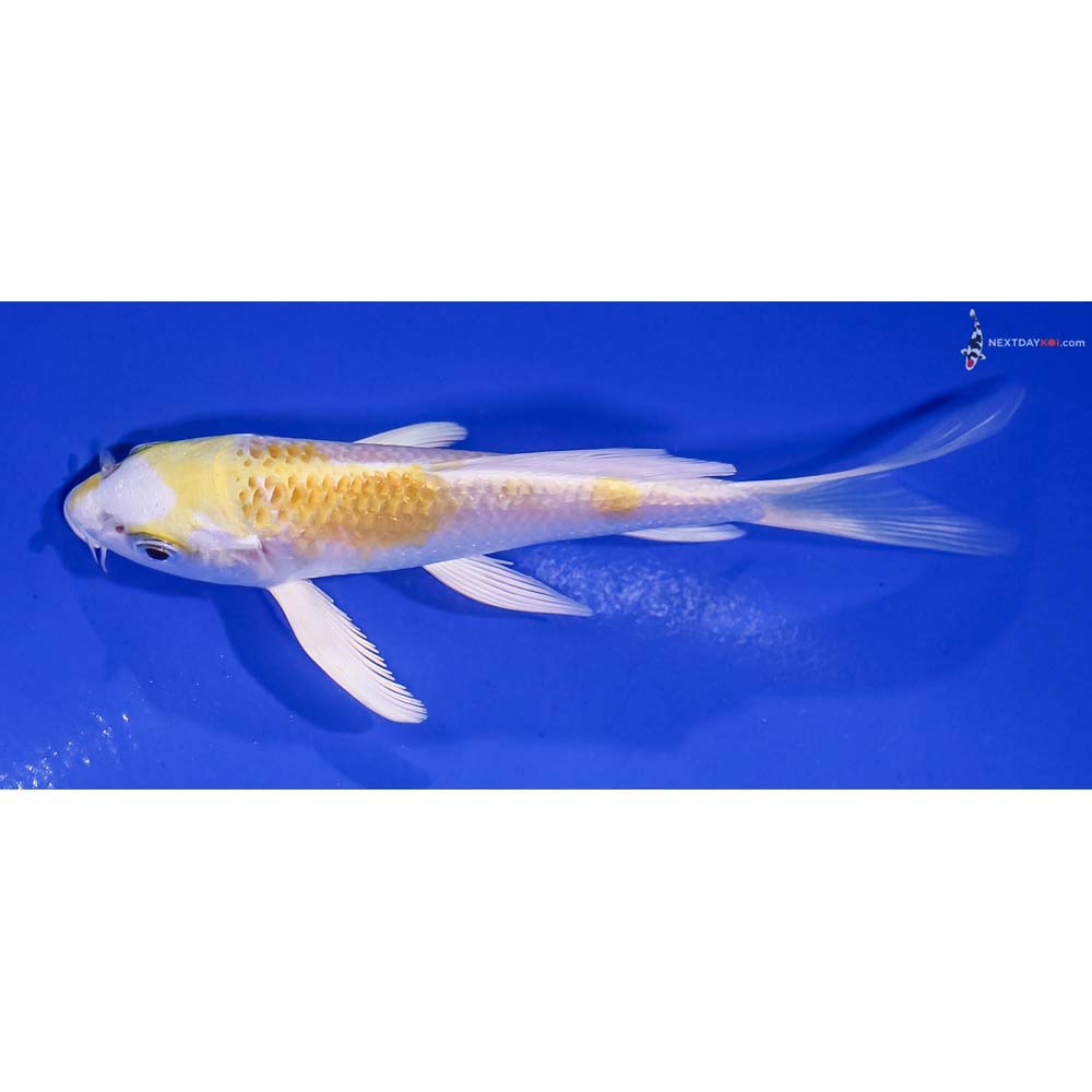 5” Imported Lemon Hariwake Butterfly Koi