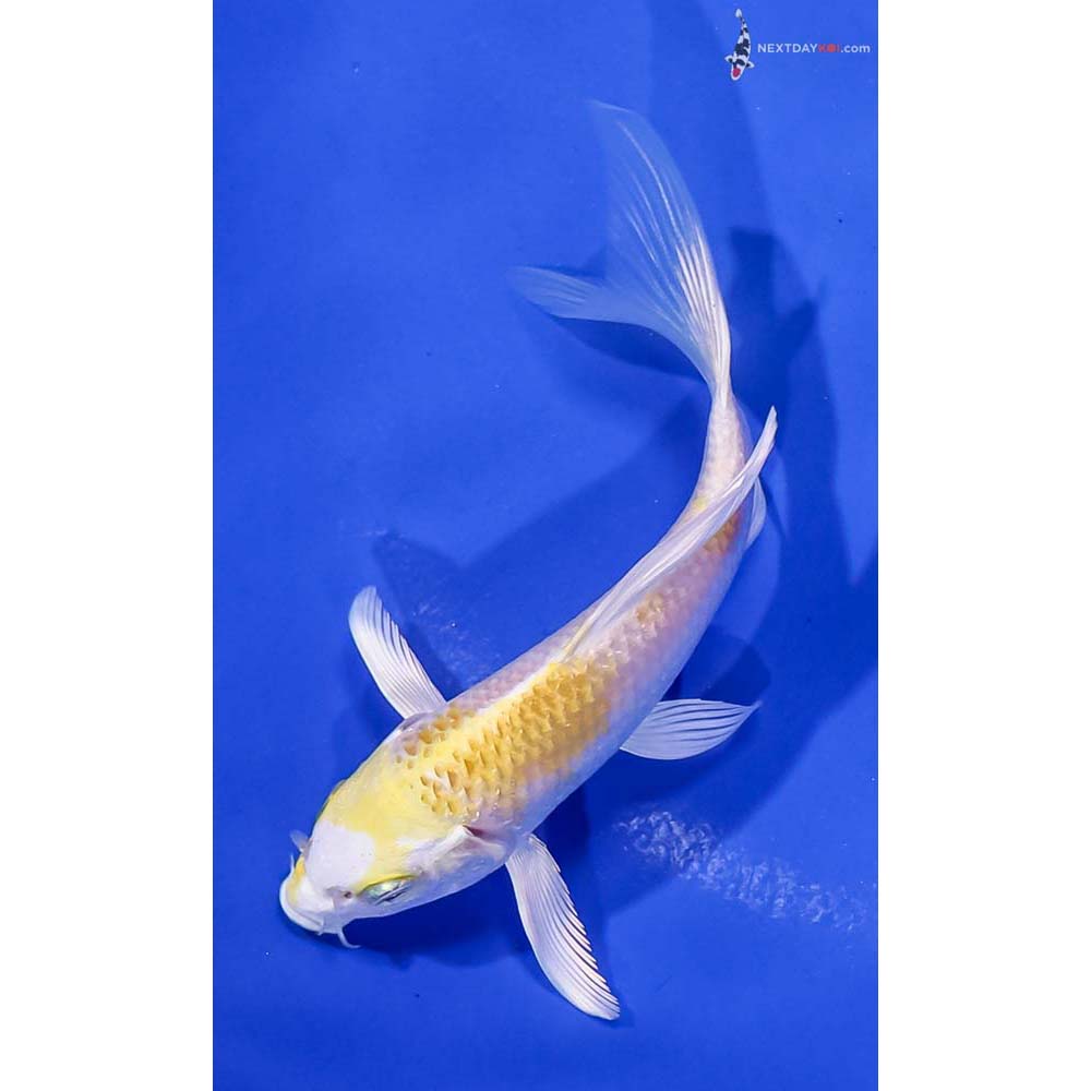 5” Imported Lemon Hariwake Butterfly Koi