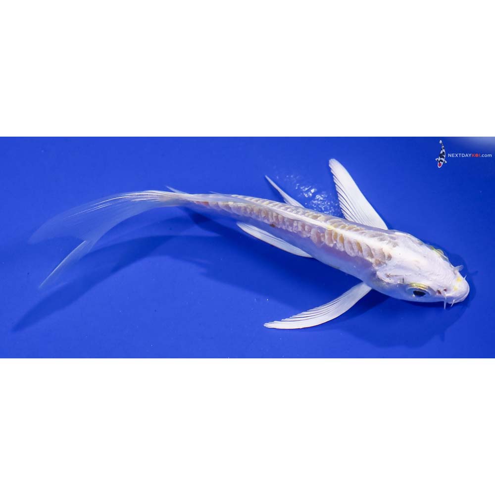 5” Imported Doitsu Lemon Hariwake Butterfly Koi
