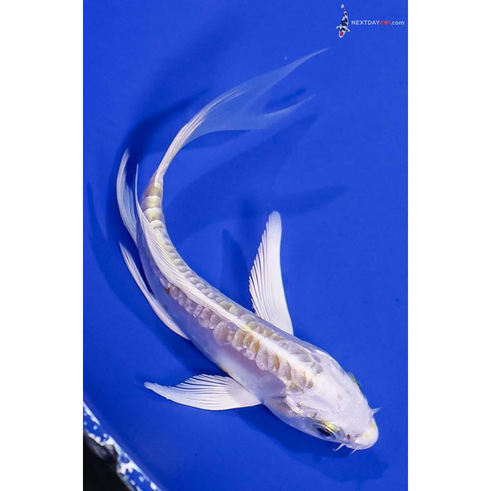 5” Imported Doitsu Lemon Hariwake Butterfly Koi