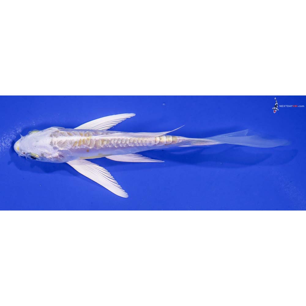 5” Imported Doitsu Lemon Hariwake Butterfly Koi