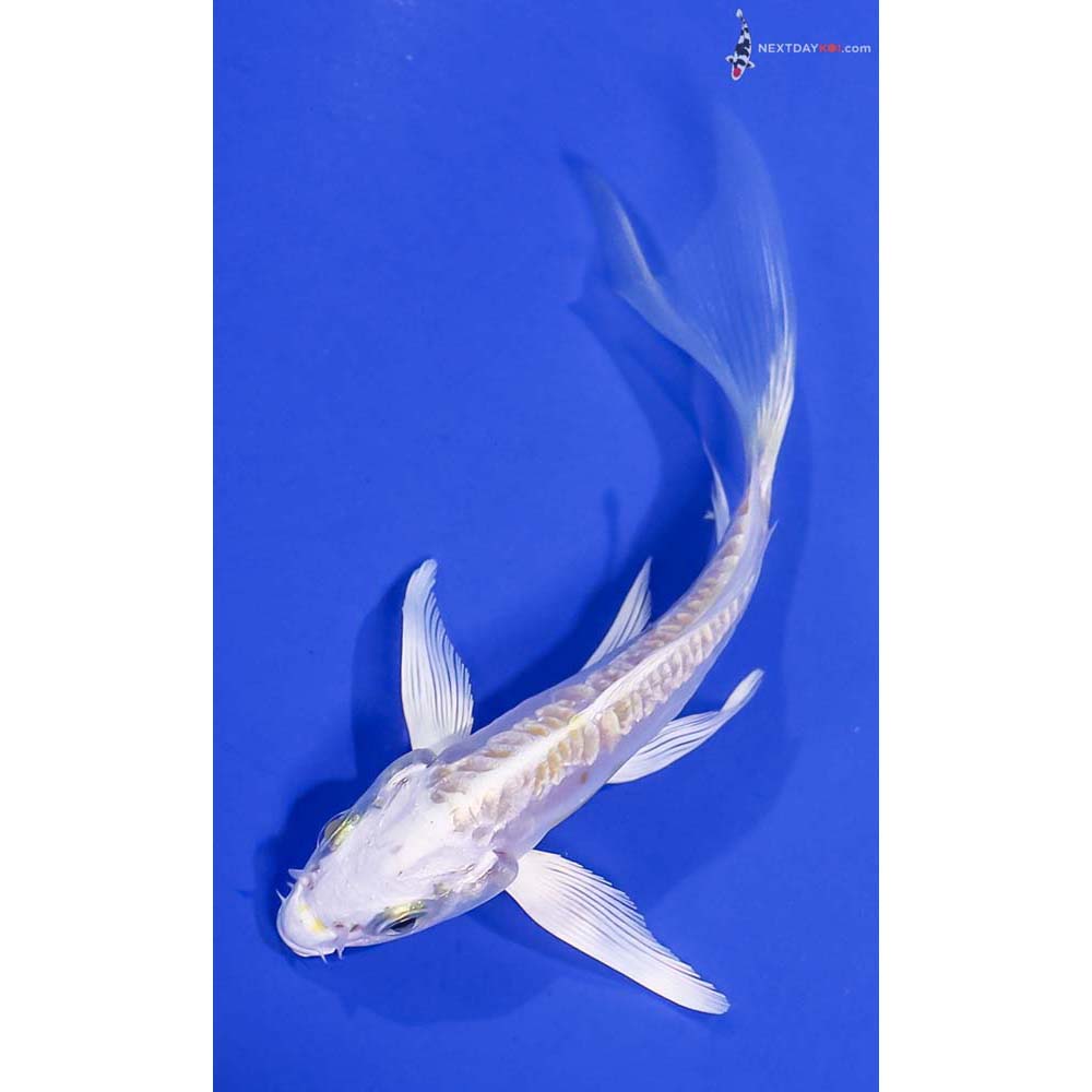 5” Imported Doitsu Lemon Hariwake Butterfly Koi
