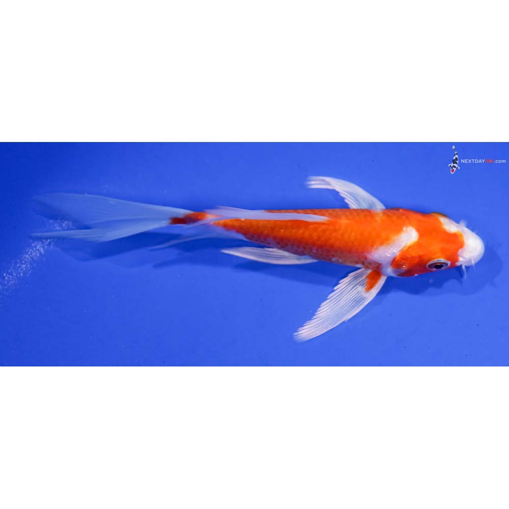 5” Imported Hariwake Butterfly Koi