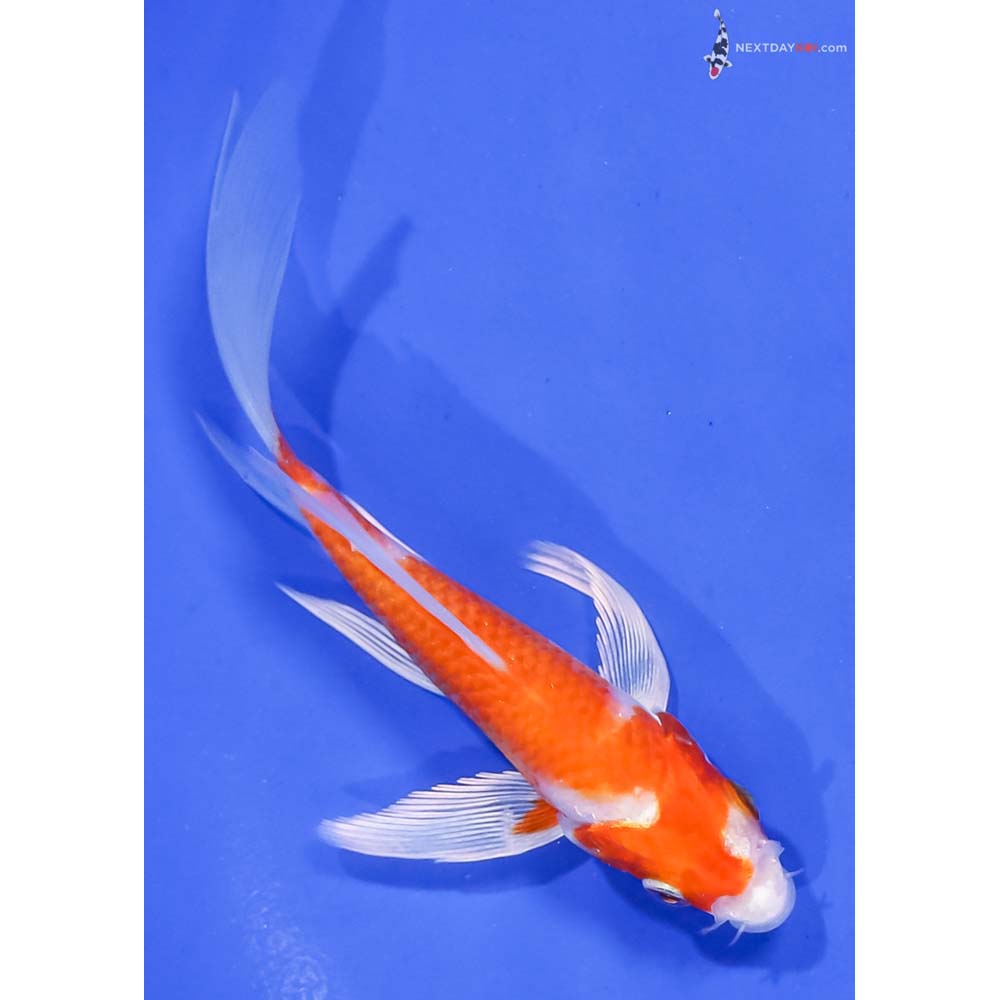 5” Imported Hariwake Butterfly Koi