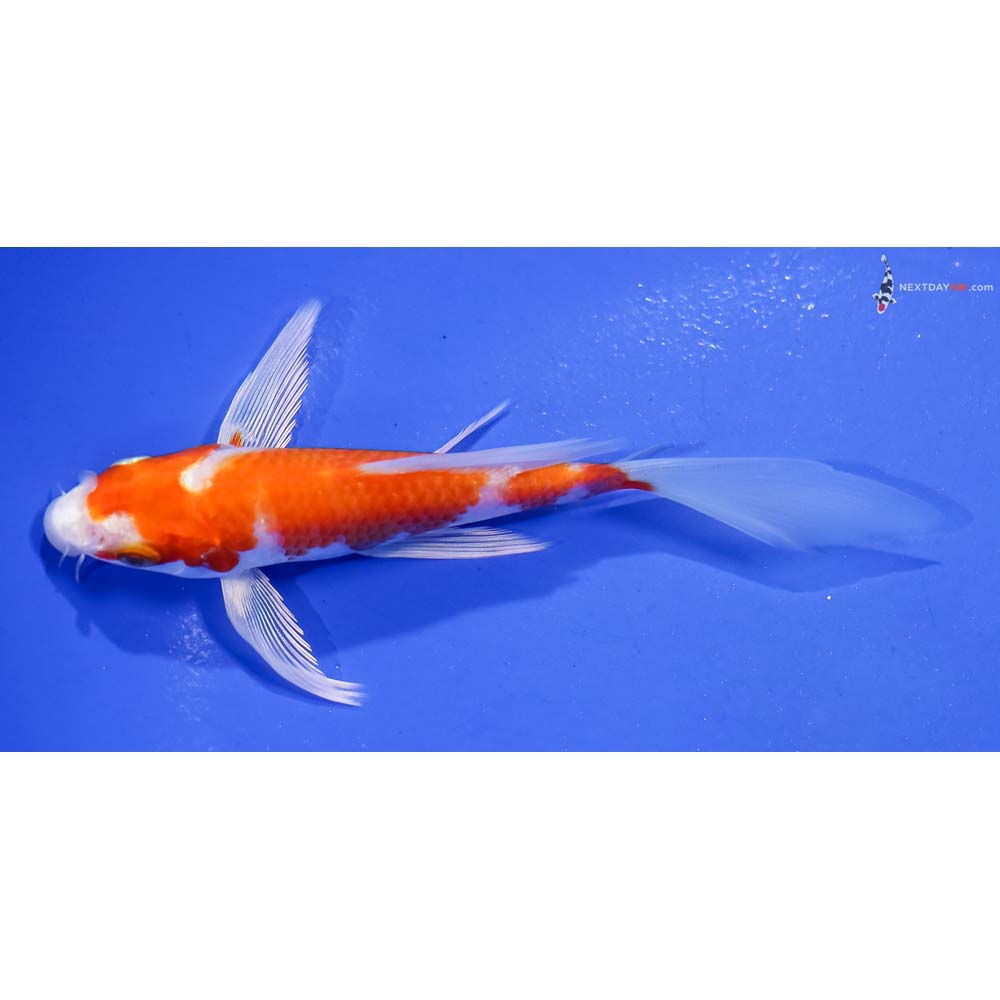 5” Imported Hariwake Butterfly Koi