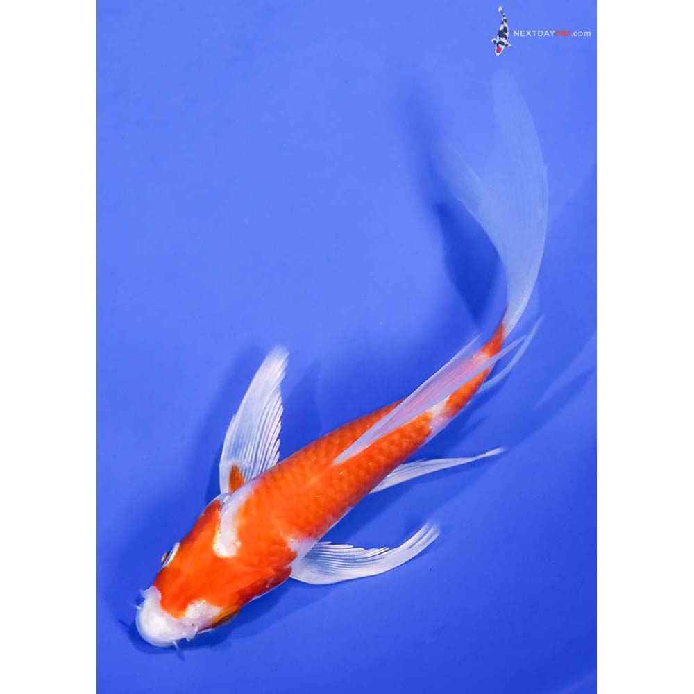 5” Imported Hariwake Butterfly Koi