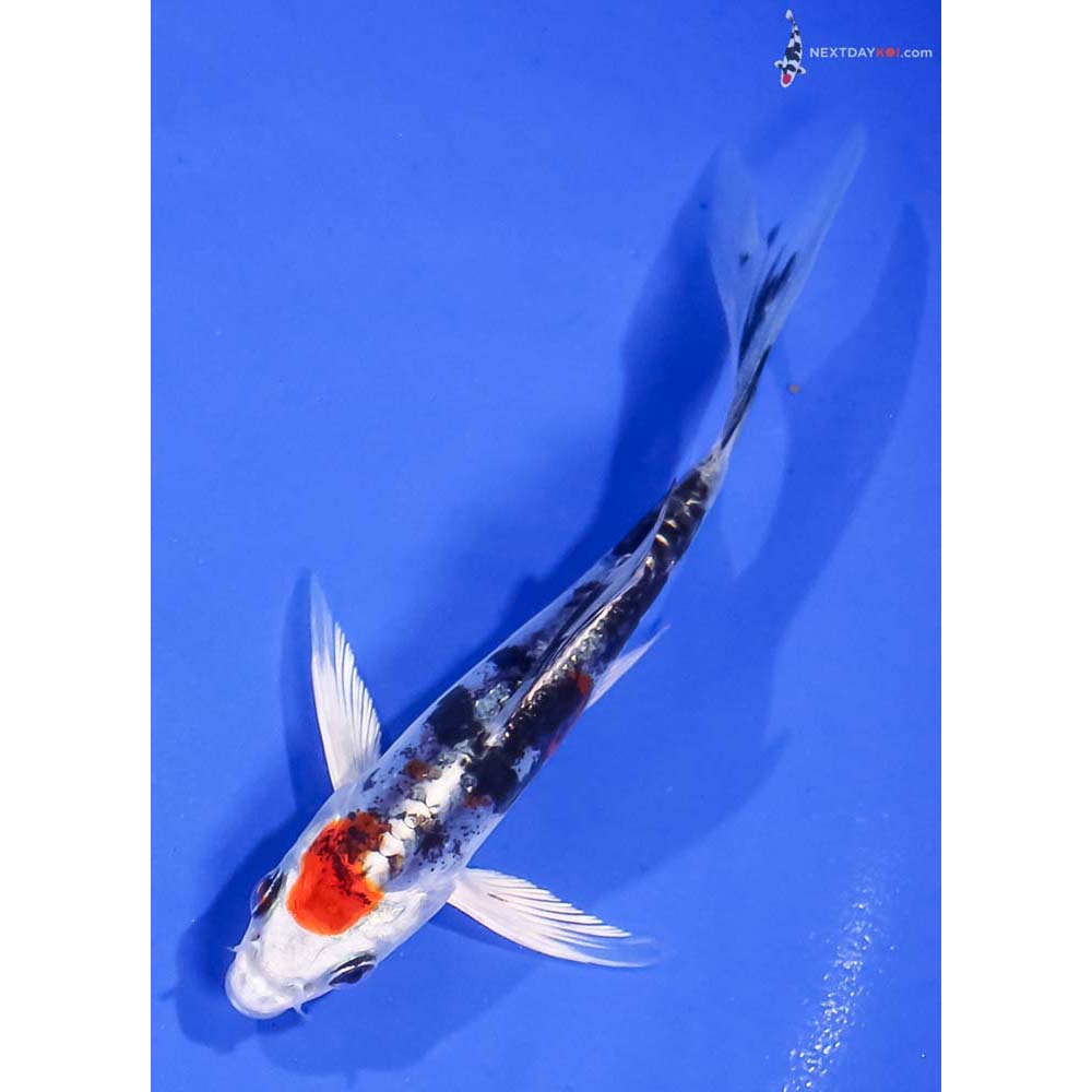 5” Imported Heisei Nishiki Butterfly Koi