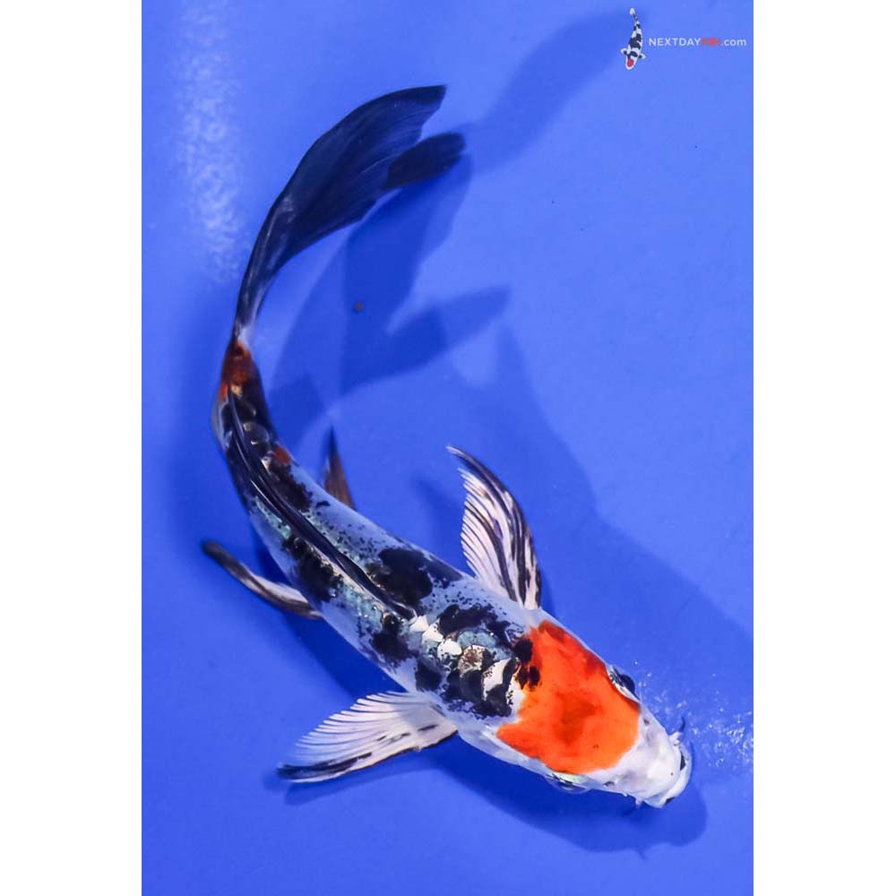 5” Imported Heisei Nishiki Butterfly Koi