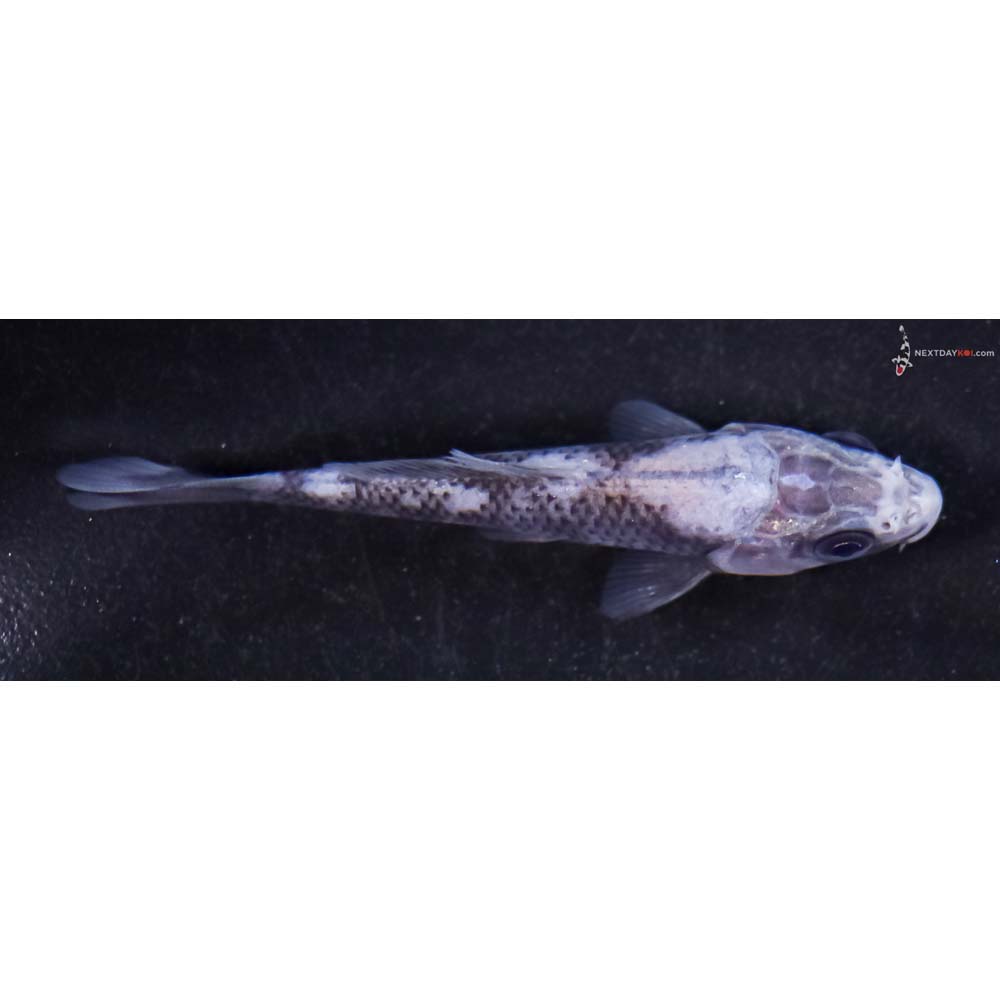 3” Imported Matsukawabakke