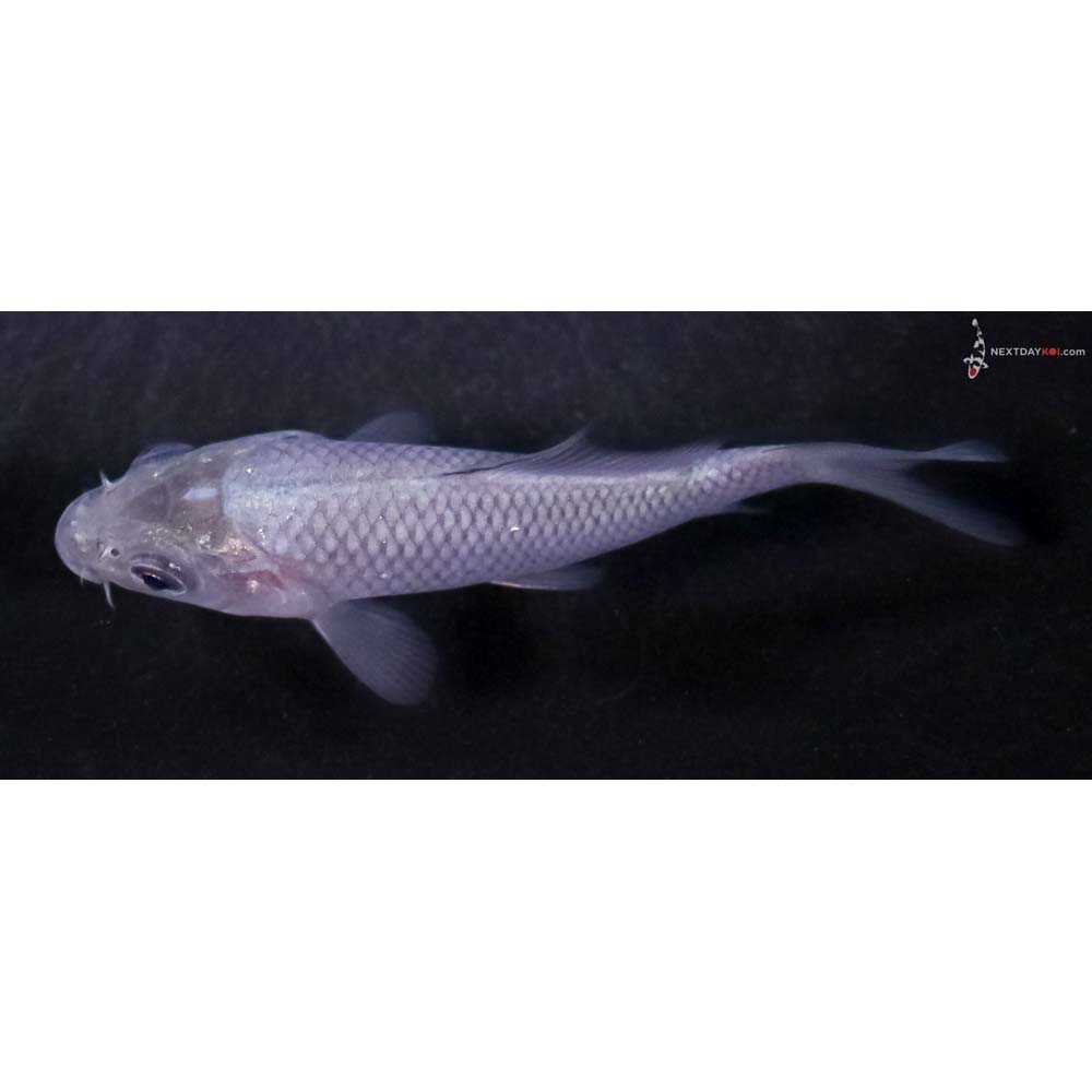 3.5” Imported Soragoi