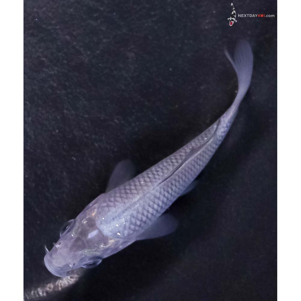 3.5” Imported Soragoi