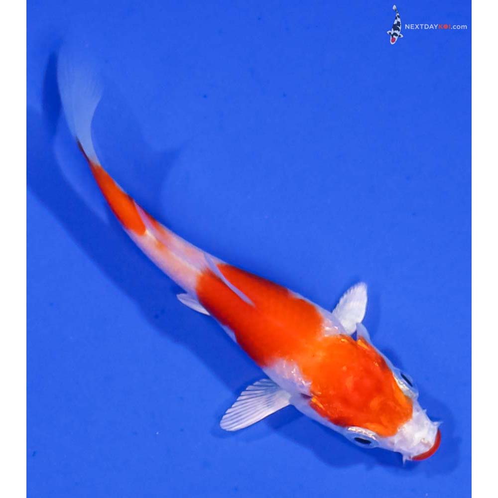 3.5” Imported Hariwake