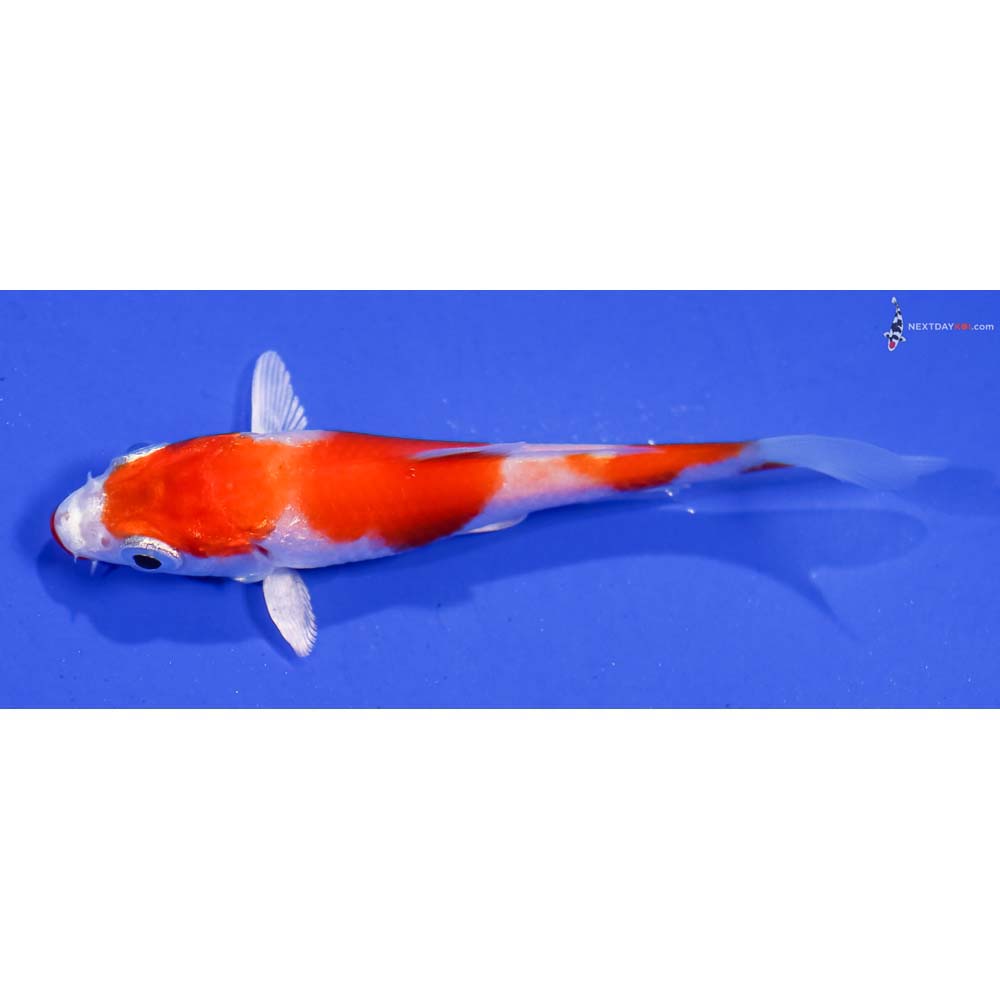 3.5” Imported Hariwake