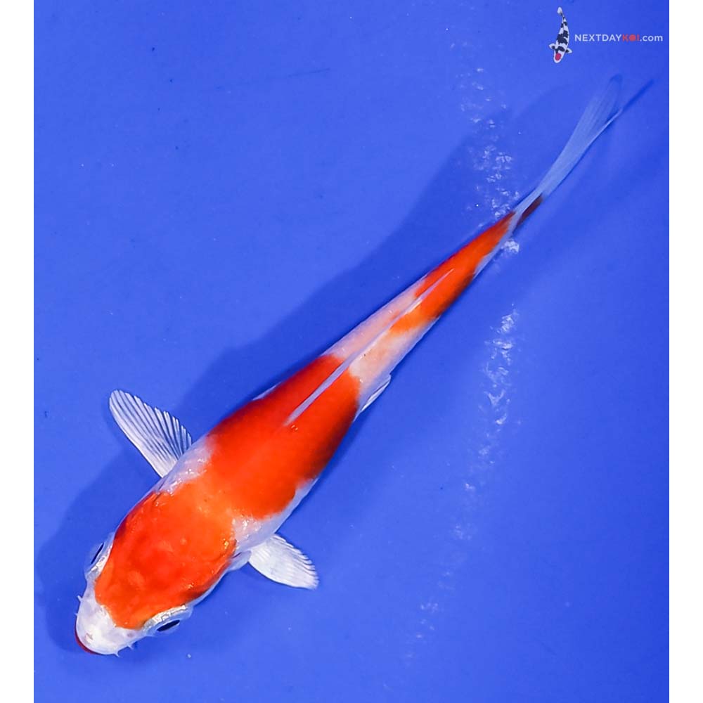 3.5” Imported Hariwake
