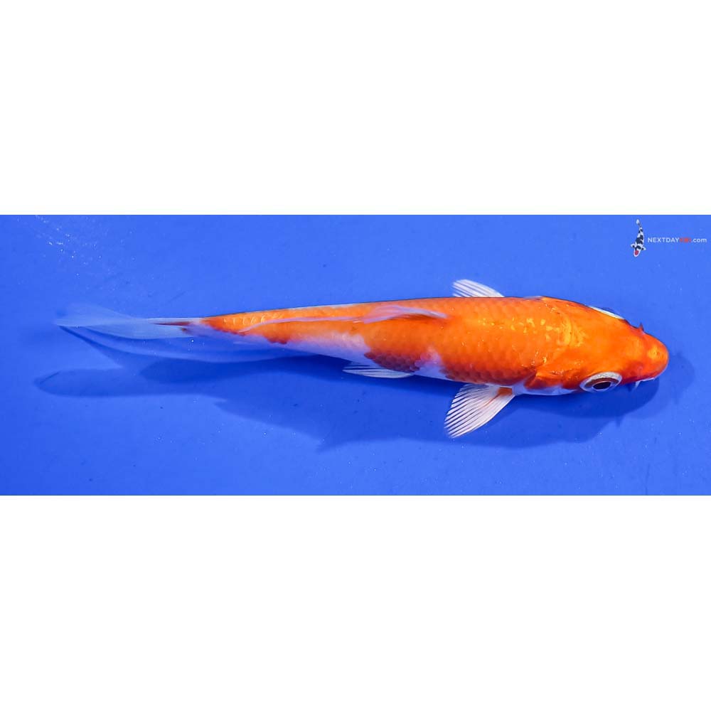 3.5” Imported Hariwake