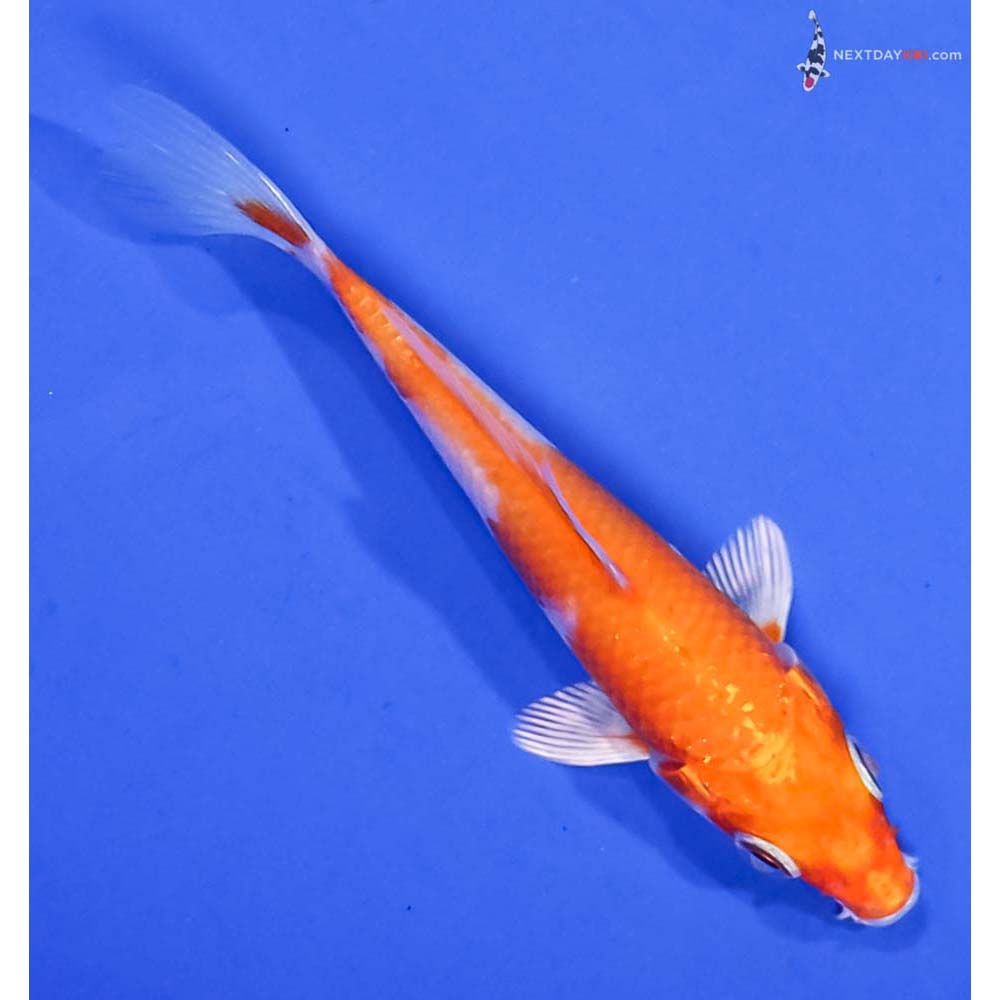 3.5” Imported Hariwake