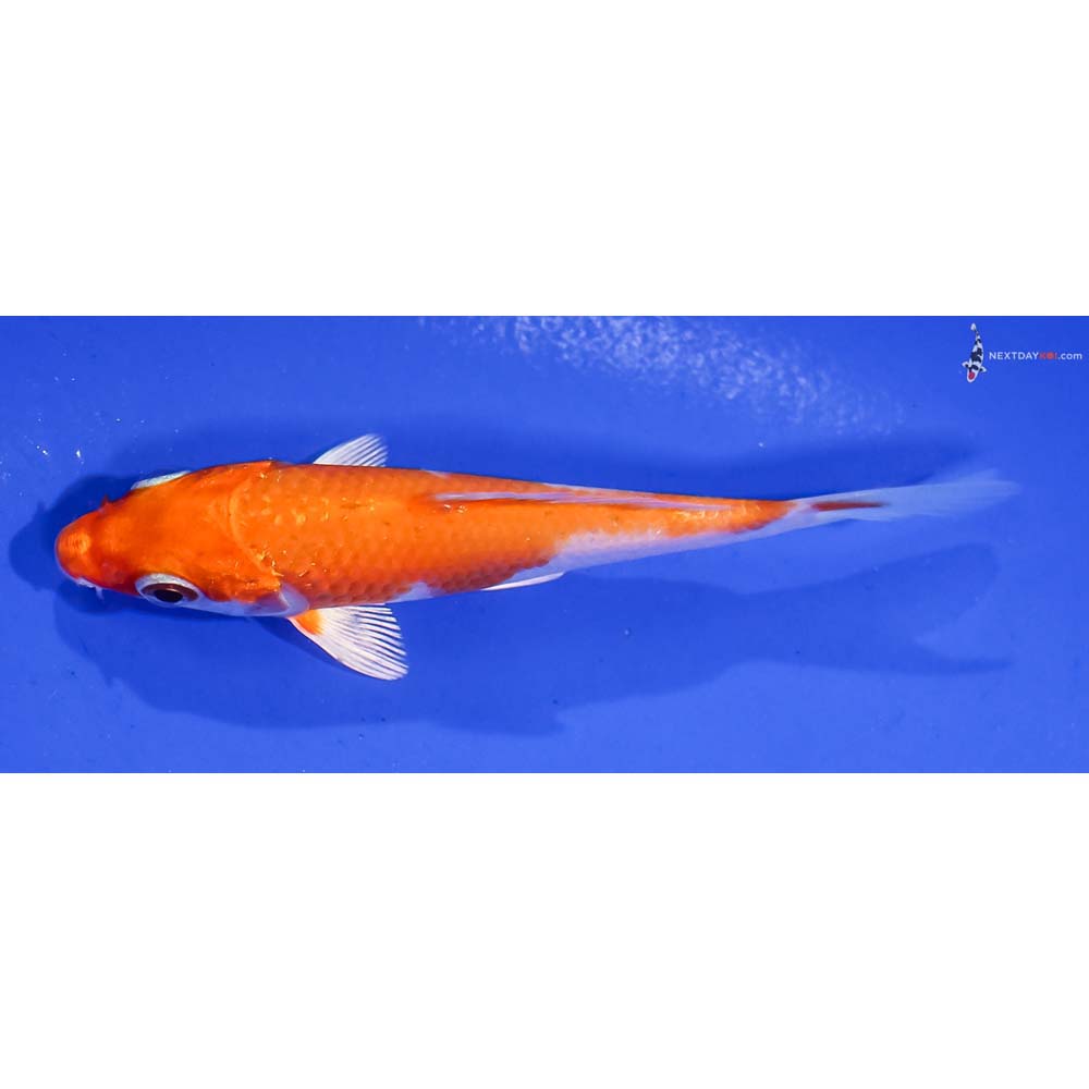 3.5” Imported Hariwake
