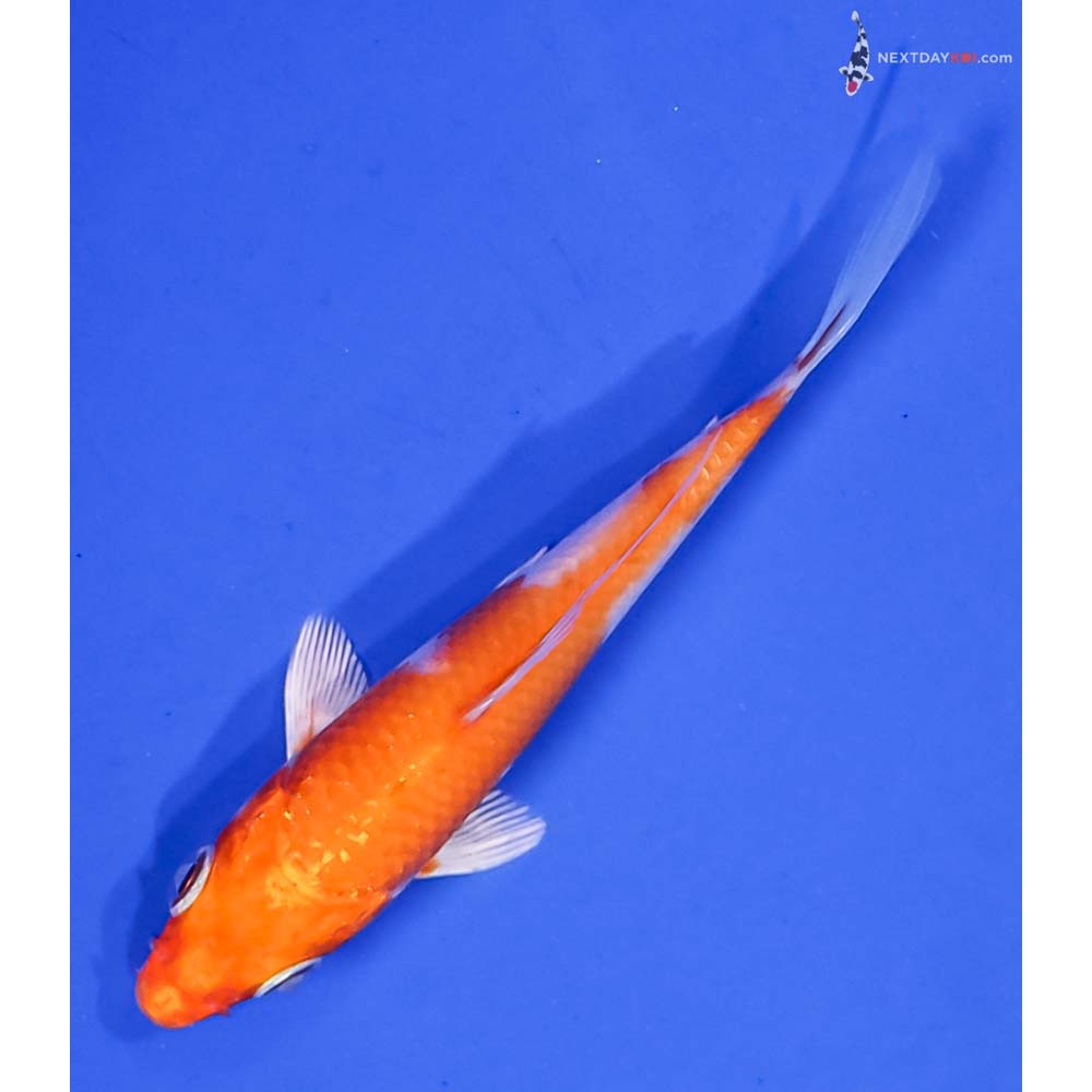 3.5” Imported Hariwake