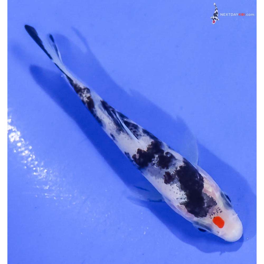 3.5” Imported Sanke