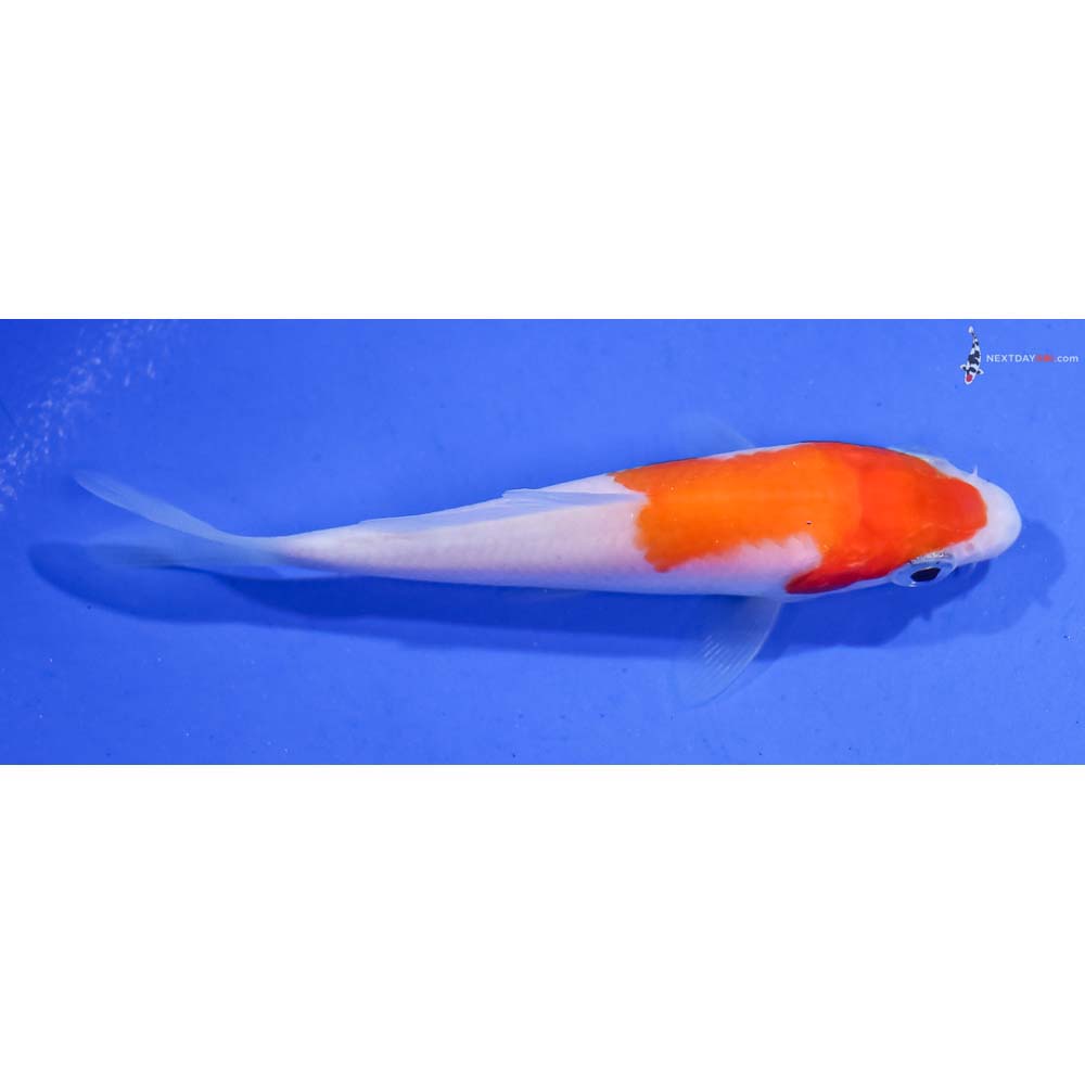 3.5” Imported Kohaku
