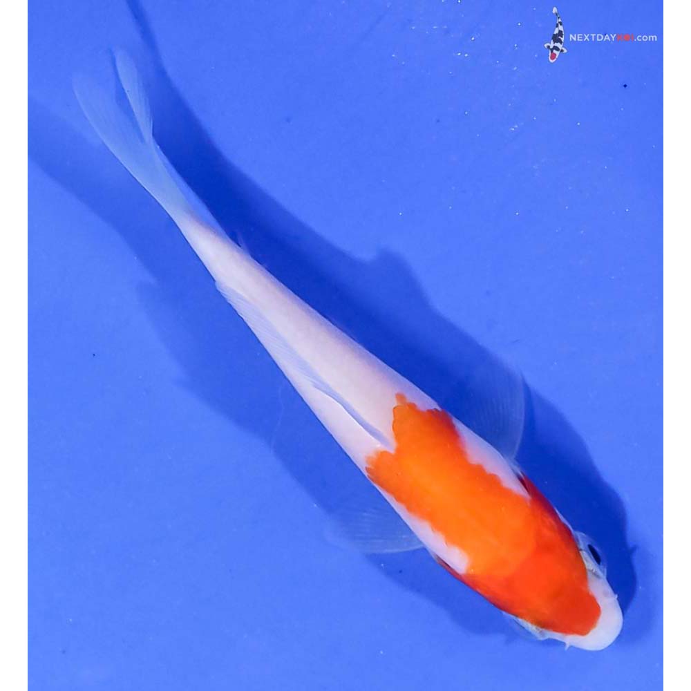 3.5” Imported Kohaku